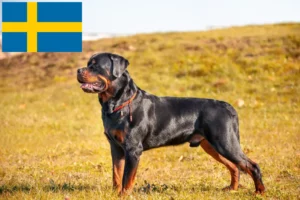 Lire la suite à propos de l’article Éleveurs de Rottweilers et chiots en Suède