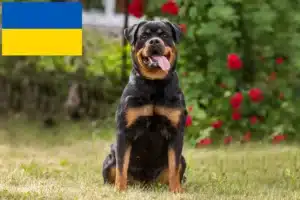 Lire la suite à propos de l’article Éleveurs de Rottweilers et chiots en Ukraine