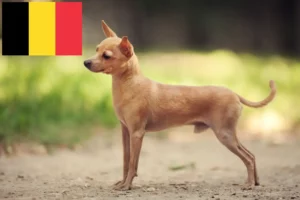 Lire la suite à propos de l’article Russkiy Toy éleveurs et chiots en Belgique