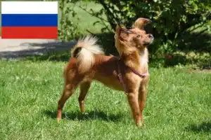 Lire la suite à propos de l’article Russkiy Toy éleveurs et chiots en Russie