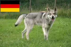 Lire la suite à propos de l’article Saarloos Wolfhound éleveurs et chiots en Allemagne