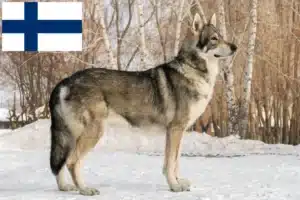 Lire la suite à propos de l’article Éleveurs de chiens-loups de Saarloos et chiots en Finlande