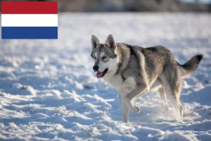 Lire la suite à propos de l’article Éleveurs de chiens-loups de Saarloos et chiots aux Pays-Bas