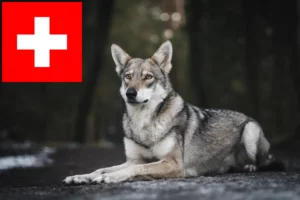 Lire la suite à propos de l’article Éleveurs de chiens-loups de Saarloos et chiots en Suisse