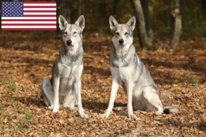 Lire la suite à propos de l’article Éleveurs de chiens-loups de Saarloos et chiots aux États-Unis