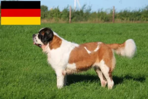 Lire la suite à propos de l’article Éleveurs de Saint-Bernard et chiots en Allemagne