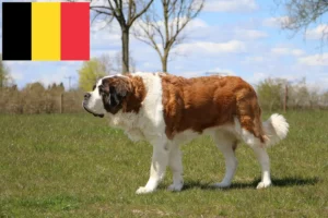 Lire la suite à propos de l’article Éleveurs de Saint-Bernard et chiots en Belgique