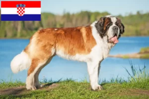 Lire la suite à propos de l’article Éleveurs de Saint-Bernard et chiots en Croatie