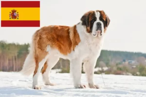 Lire la suite à propos de l’article Éleveurs de Saint-Bernard et chiots en Espagne