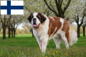 Lire la suite à propos de l’article Éleveurs de Saint-Bernard et chiots en Finlande