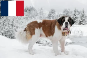 Lire la suite à propos de l’article Éleveurs de Saint-Bernard et chiots en France