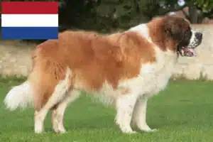 Lire la suite à propos de l’article Éleveurs de Saint-Bernard et chiots aux Pays-Bas