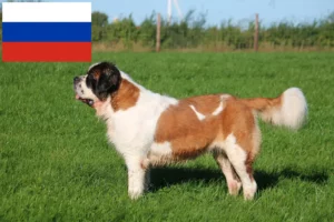 Lire la suite à propos de l’article Éleveurs de Saint-Bernard et chiots en Russie