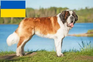 Lire la suite à propos de l’article Éleveurs de Saint-Bernard et chiots en Ukraine