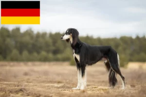 Lire la suite à propos de l’article Éleveurs de Saluki et chiots en Allemagne