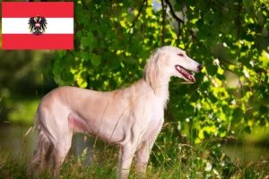 Lire la suite à propos de l’article Éleveurs de Saluki et chiots en Autriche