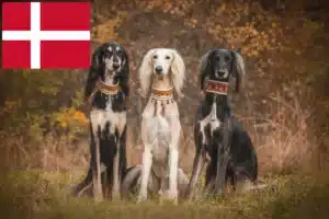 Lire la suite à propos de l’article Éleveurs de Saluki et chiots au Danemark