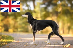 Lire la suite à propos de l’article Éleveurs de Saluki et chiots en Grande-Bretagne