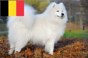 Lire la suite à propos de l’article Éleveurs de Samoyèdes et chiots en Belgique