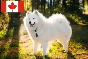 Lire la suite à propos de l’article Éleveurs de samoyèdes et chiots au Canada