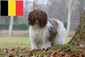 Lire la suite à propos de l’article Schapendoes éleveurs et chiots en Belgique