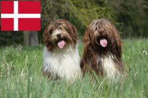 Lire la suite à propos de l’article Schapendoes éleveurs et chiots au Danemark