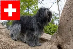 Lire la suite à propos de l’article Schapendoes éleveurs et chiots en Suisse