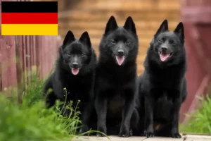 Lire la suite à propos de l’article Éleveurs et chiots de Schipperke en Allemagne