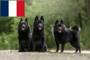 Lire la suite à propos de l’article Éleveurs de Schipperke et chiots en France