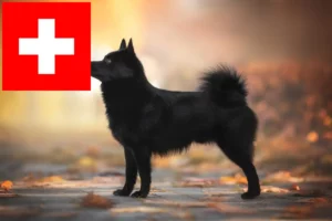 Lire la suite à propos de l’article Éleveurs et chiots de Schipperke en Suisse