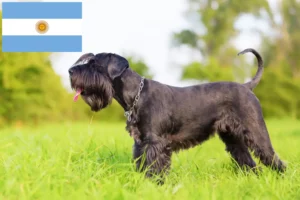 Lire la suite à propos de l’article Éleveurs de schnauzers et chiots en Argentine