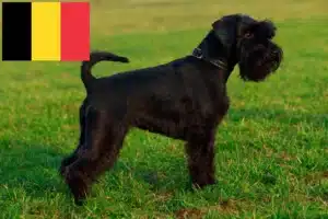 Lire la suite à propos de l’article Éleveurs de schnauzers et chiots en Belgique