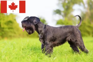 Lire la suite à propos de l’article Éleveurs de schnauzers et chiots au Canada