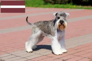 Lire la suite à propos de l’article Éleveurs de schnauzers et chiots en Lettonie