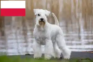 Lire la suite à propos de l’article Éleveurs de schnauzers et chiots en Pologne