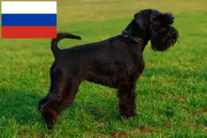 Lire la suite à propos de l’article Éleveurs de schnauzers et chiots en Russie