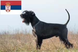 Lire la suite à propos de l’article Éleveurs de schnauzers et chiots en Serbie