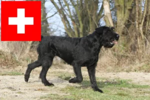 Lire la suite à propos de l’article Schnauzer éleveurs et chiots en Suisse