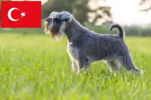 Lire la suite à propos de l’article Éleveurs de schnauzers et chiots en Turquie