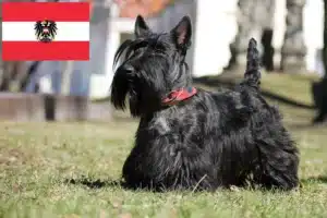 Lire la suite à propos de l’article Éleveurs de Scottish Terriers et chiots en Autriche