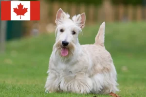 Lire la suite à propos de l’article Éleveurs de Scottish Terriers et chiots au Canada