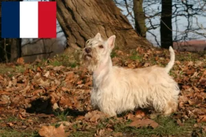 Lire la suite à propos de l’article Éleveurs de Scottish Terriers et chiots en France