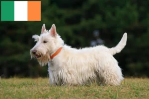 Lire la suite à propos de l’article Éleveurs de Scottish Terriers et chiots en Irlande