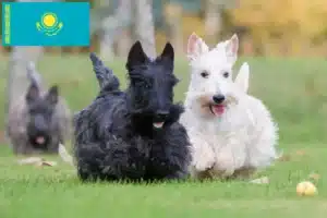 Lire la suite à propos de l’article Éleveurs de Scottish Terriers et chiots au Kazakhstan