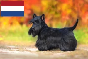 Lire la suite à propos de l’article Éleveurs de Scottish Terriers et chiots aux Pays-Bas