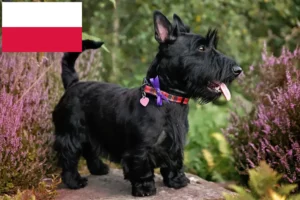 Lire la suite à propos de l’article Éleveurs de Scottish Terriers et chiots en Pologne