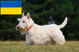 Lire la suite à propos de l’article Éleveurs de Scottish Terriers et chiots en Ukraine