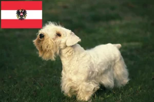 Lire la suite à propos de l’article Sealyham Terrier éleveurs et chiots en Autriche