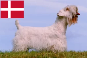 Lire la suite à propos de l’article Sealyham Terrier éleveurs et chiots au Danemark