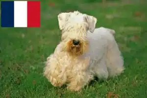 Lire la suite à propos de l’article Sealyham Terrier éleveurs et chiots en France